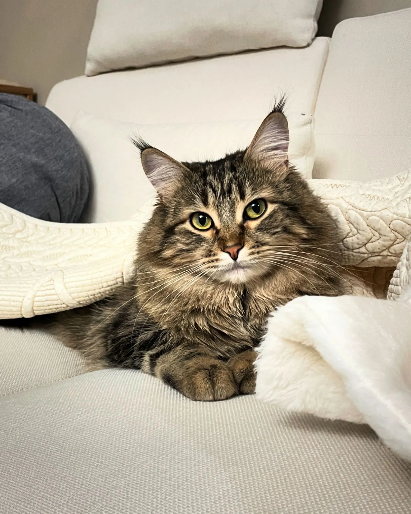 Lia, a tabby Maine Coon, resting on a cream sofa